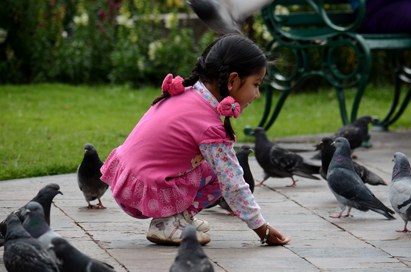 Verão aumenta proliferação de pragas urbanas