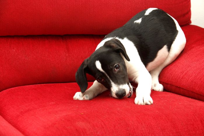 Adotanimal> terá 107 pets em busca de um lar