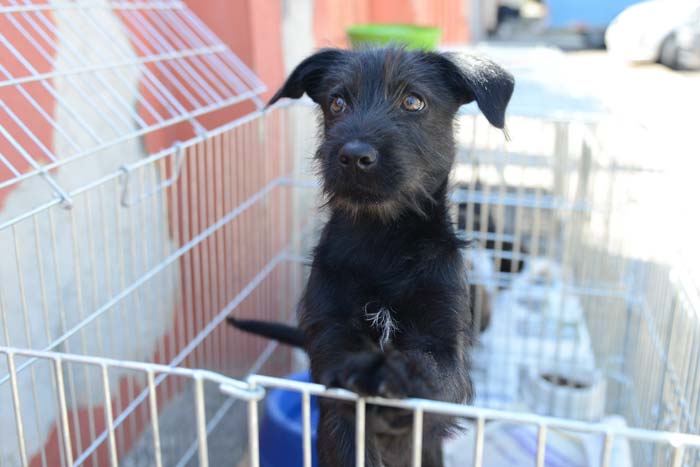 Neste ano, 128 animais foram adotados no Centro de Controle de Zoonoses de São Bernardo
