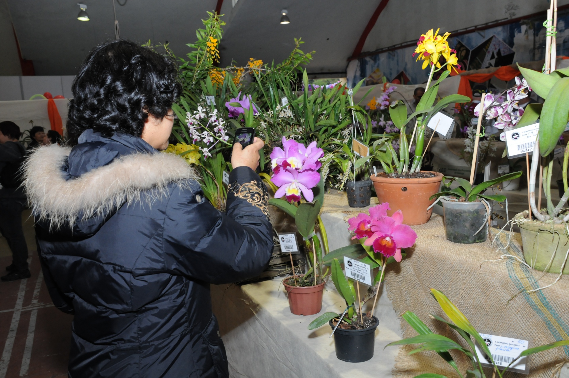 São Bernardo recebe tradicional Mostra do Orquídeas no fim de semana