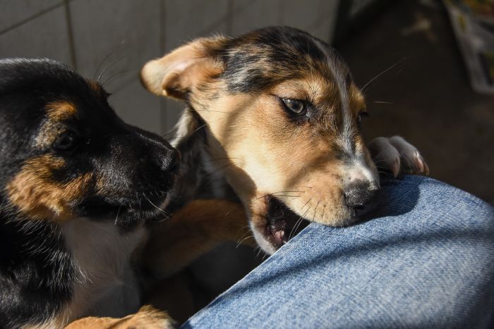 >Adotanimal> busca lar para 68 peludos sem dono