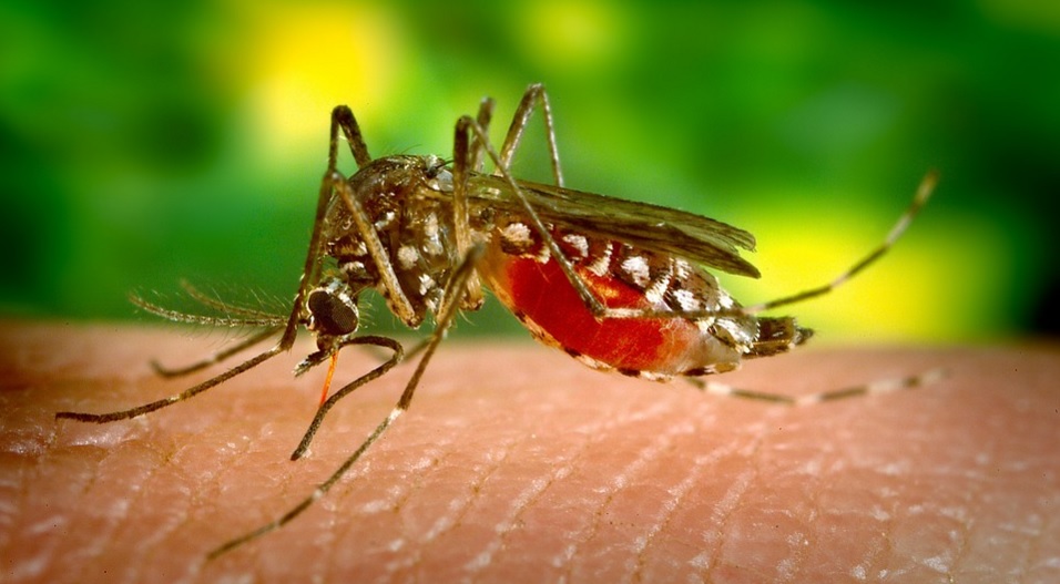 Brasil tem surto de epidemias transmitidas pelo mosquito Aedes aegypti