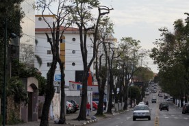 ÁRVORES DE SANTO ANDRÉ SOFREM COM INFESTAÇÃO DE PARASITAS E SÃO PODADAS