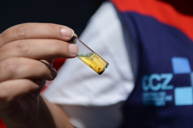 Mercado Municipal do Rudge Ramos recebe ação contra dengue no sábado