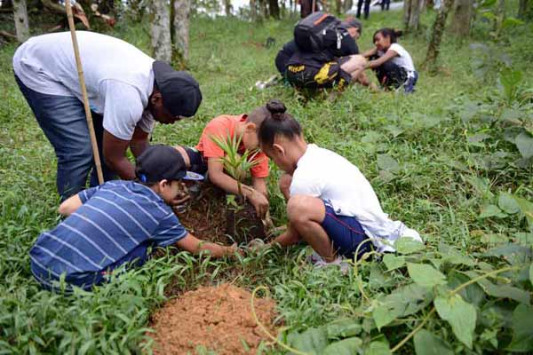 Alunos de SBC plantam mudas de palmito no Parque Estoril