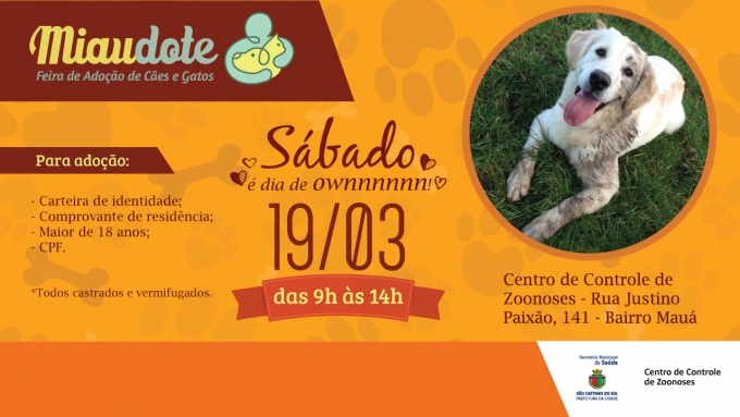 MIAUDOTE DE SÃO CAETANO TERÁ 90 ANIMAIS PARA ADOÇÃO NESTE SÁBADO