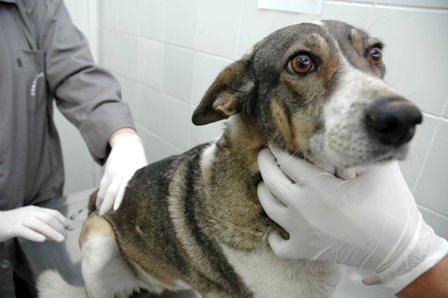 Campanha de vacinação contra a raiva será de 2 a 28 de setembro