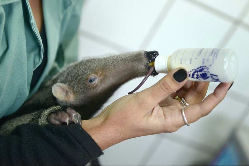 Filhote de tamanduá bandeira nasce no Zoológico de São Bernardo
