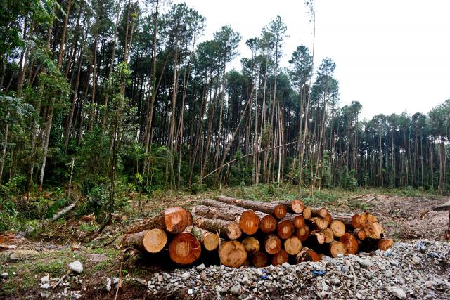 Guarda Ambiental de São Bernardo interrompe desmatamento em área de proteção