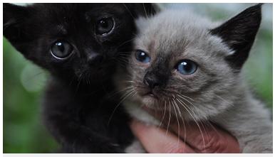 Prefeitura de Diadema promove feira de adoção de animais