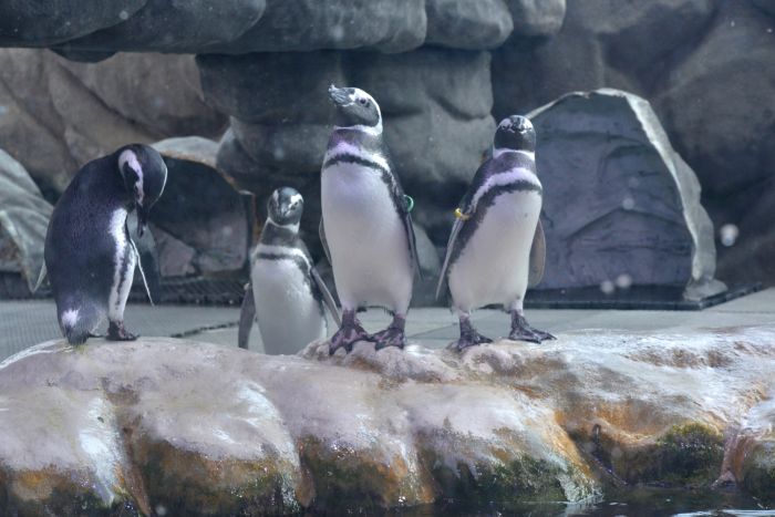 Nomes dos novos pinguins da Sabina são escolhidos