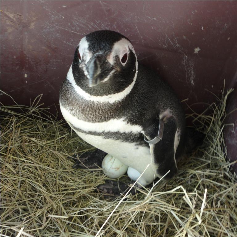 Pinguins põe ovos na Sabina Escola Parque do Conhecimento
