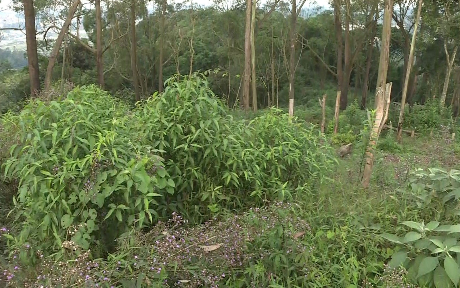 Polícia encontra plantação com 6,5 mil pés de maconha em Santo André