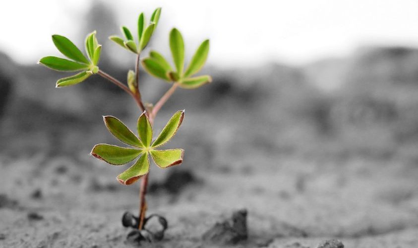 ELES ESTÃO PERDENDO A ESPERANÇA