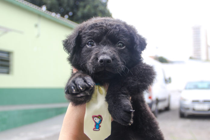 Feira de adoção de animais neste domingo no Parque Central, em SA