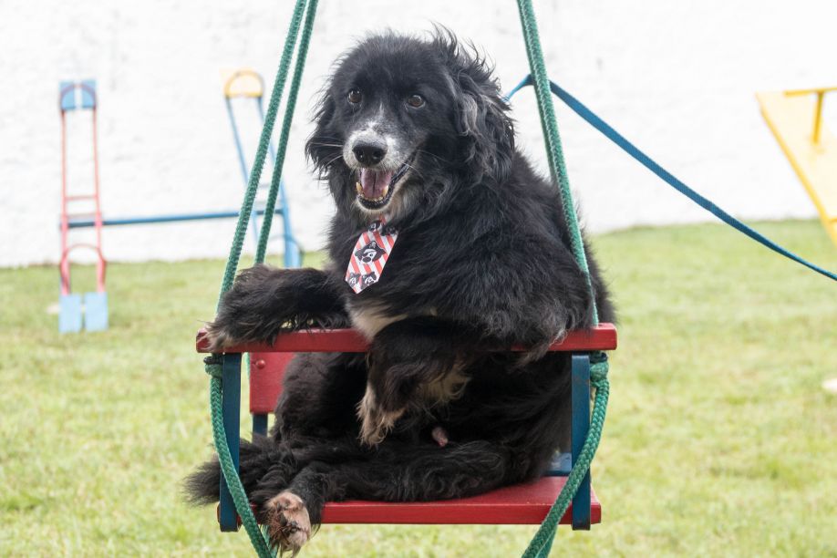 Parque Central recebe cães e gatos para adoção neste domingo (22)