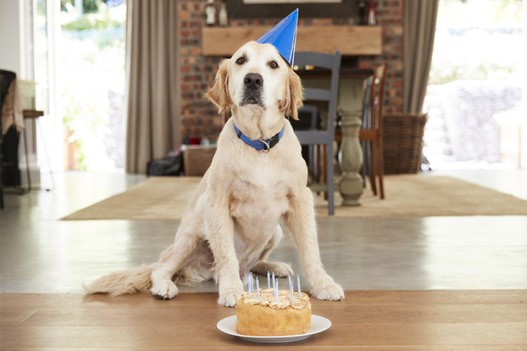 Como organizar a festa para seu pet