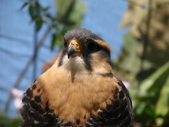 Semasa já resgatou 20 animais silvestres este ano em Santo André