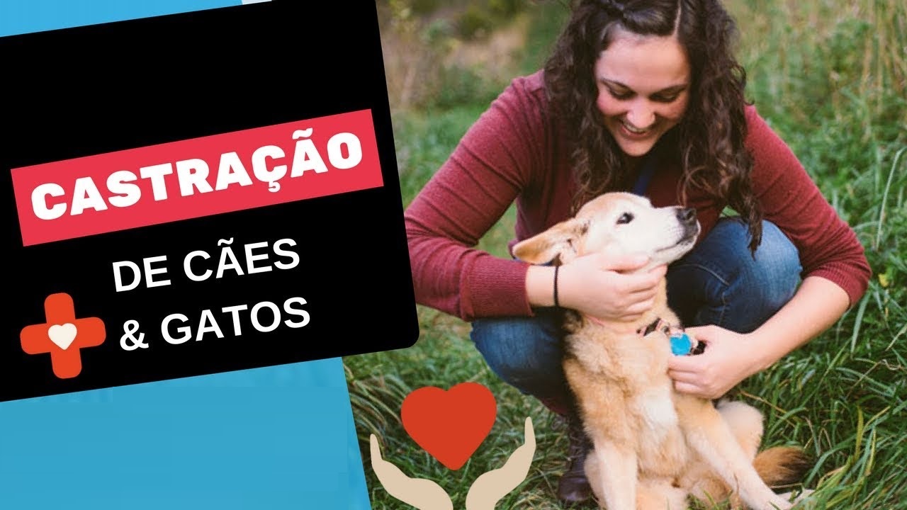 Prefeitura abre 400 novas vagas em programa gratuito de castração de cães e gatos