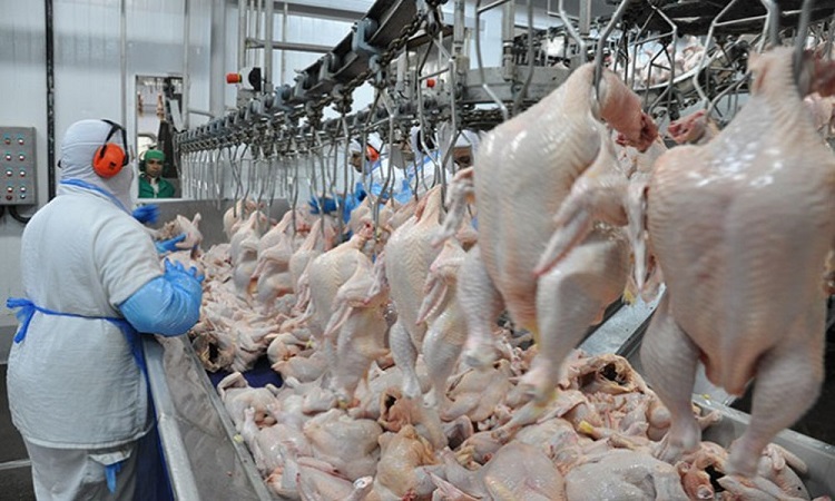 Frango contaminado com salmonela é vendido sem problema no Brasil