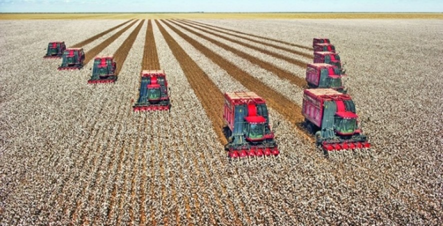 Colheita de algodão em Mato Grosso começa e venda da pluma aumenta