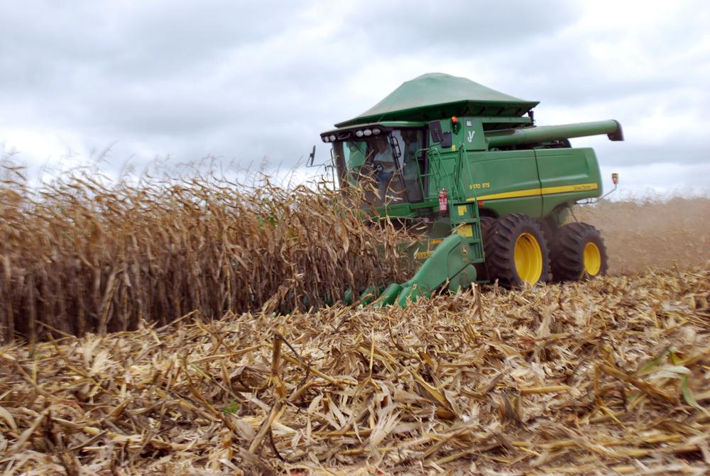 Colheita de milho em Mato Grosso chega a 62% da área; produtividade aumenta