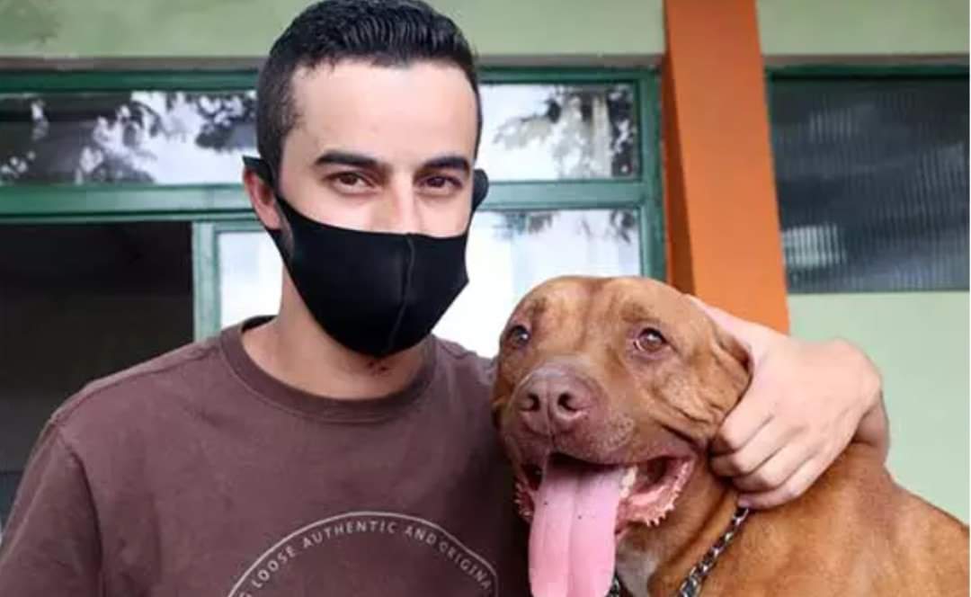 Após dois anos de espera, pitbull ganha nova família em Santo André