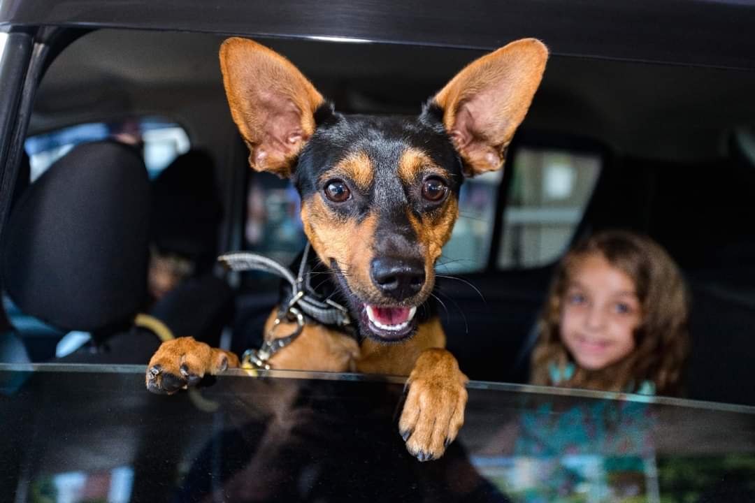 Moeda Pet entrega 300 quilos de ração para cães e gatos em Santo André