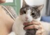 Pesquisa aponta que adotar um gato pode aliviar o estresse; veja benefícios indicados pela ciência