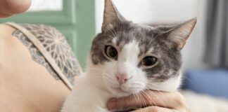 Pesquisa aponta que adotar um gato pode aliviar o estresse; veja benefícios indicados pela ciência