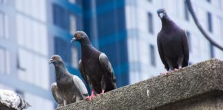 As graves doenças transmitidas pelo pombo. Veja cuidados recomendados