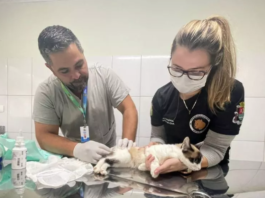 EQUIPE AMBIENTAL ULTRAPASSA 3 MIL ANIMAIS RESGATADOS