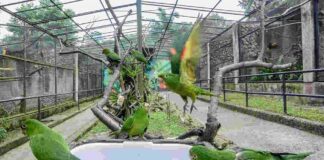 Zoo de São Bernardo reabre ao público após melhorias