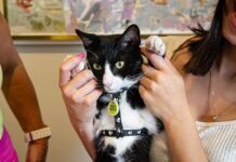 São Caetano recebe quase 300 solicitações de RG Animal em cinco dias de programa