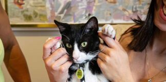 São Caetano recebe quase 300 solicitações de RG Animal em cinco dias de programa