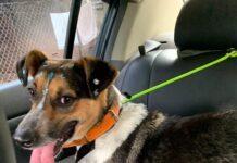 Atrium Shopping promove segunda edição da Feira de Adoção de 2023