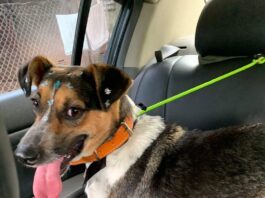 Atrium Shopping promove segunda edição da Feira de Adoção de 2023