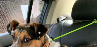 Atrium Shopping promove segunda edição da Feira de Adoção de 2023