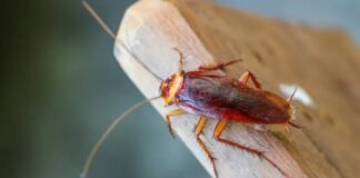 Que acabar com as baratas de uma forma natural?