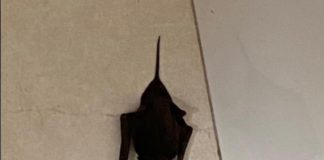 Presença de animais silvestres preocupam moradores da região