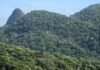 Desmatamento na Mata Atlântica cai 42% no acumulado do ano