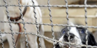 Alesp aprova lei que proíbe venda de animais de estimação em pet shops