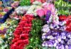 Mercado de Flores da Craisa é opção de compra para o Dia de Finados