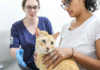 Hospital veterinário de São Bernardo chega ao centésimo atendimento ambulatorial