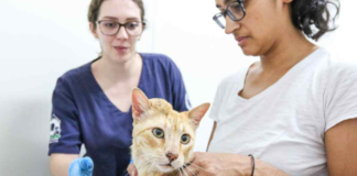 Hospital veterinário de São Bernardo chega ao centésimo atendimento ambulatorial