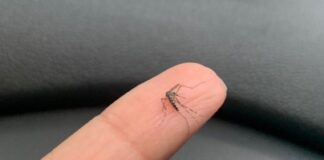 Saúde de SP alerta sobre sintomas de doenças transmitidas pelo Aedes aegypti