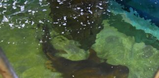 Sabina começa programação de férias em 9 de janeiro com retorno de tubarão