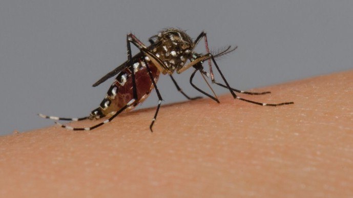 Em duas dcadas, Brasil teve 10 mil mortos por dengue e 16 milhes de casos provveis da doena em-duas-dcadas,-brasil-teve-10-mil-mortos-por-dengue-e-16-milhes-de-casos-provveis-da-doena