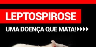 Leptospirose: saiba riscos da doença e como se prevenir em enchentes e chuvas intensas