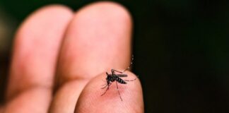 Dengue: pesquisadores de SP alertam para necessidade de vigilância para ressurgimento do sorotipo 3